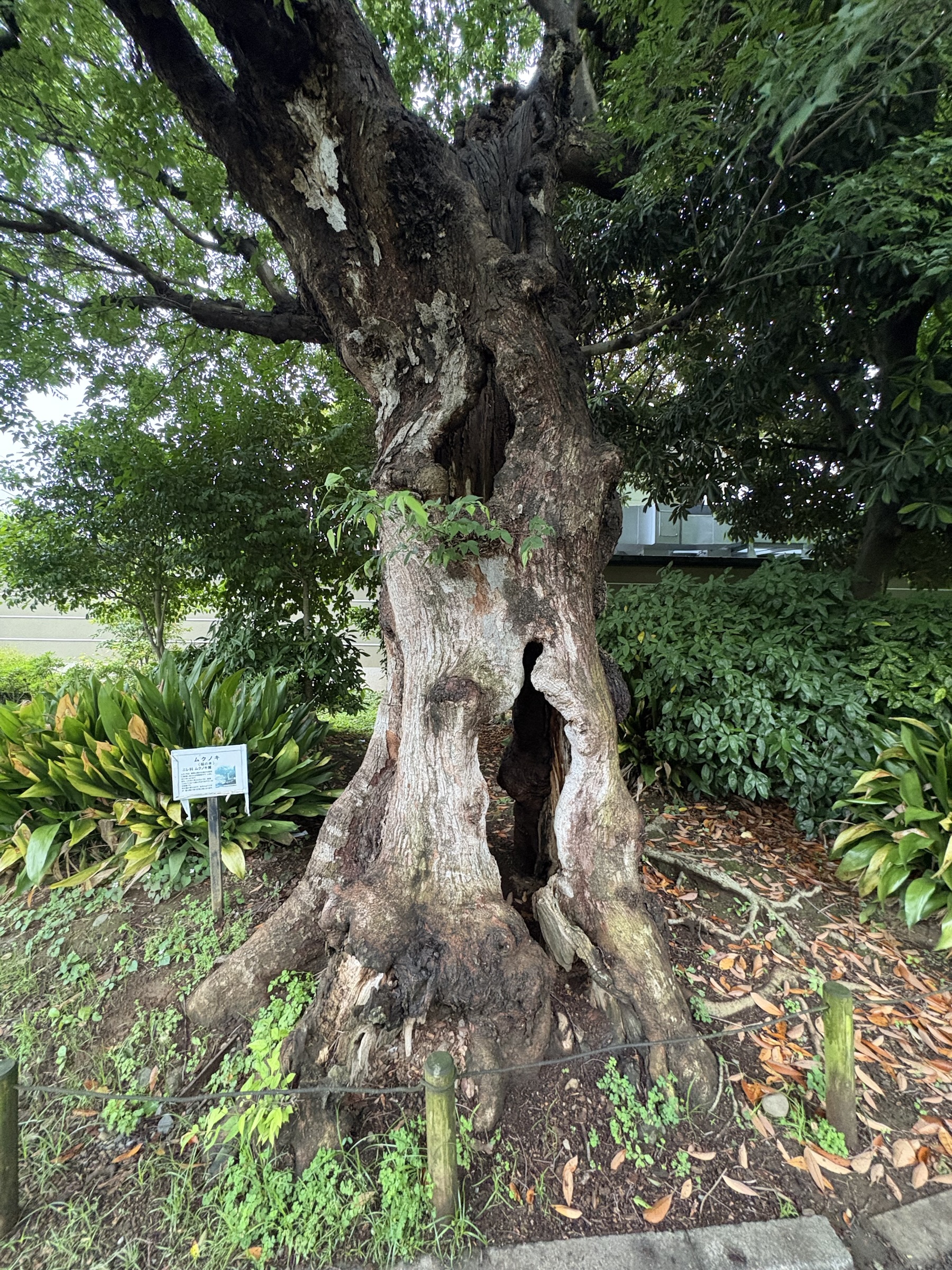 Gallery photo captured on May 31, 2025.