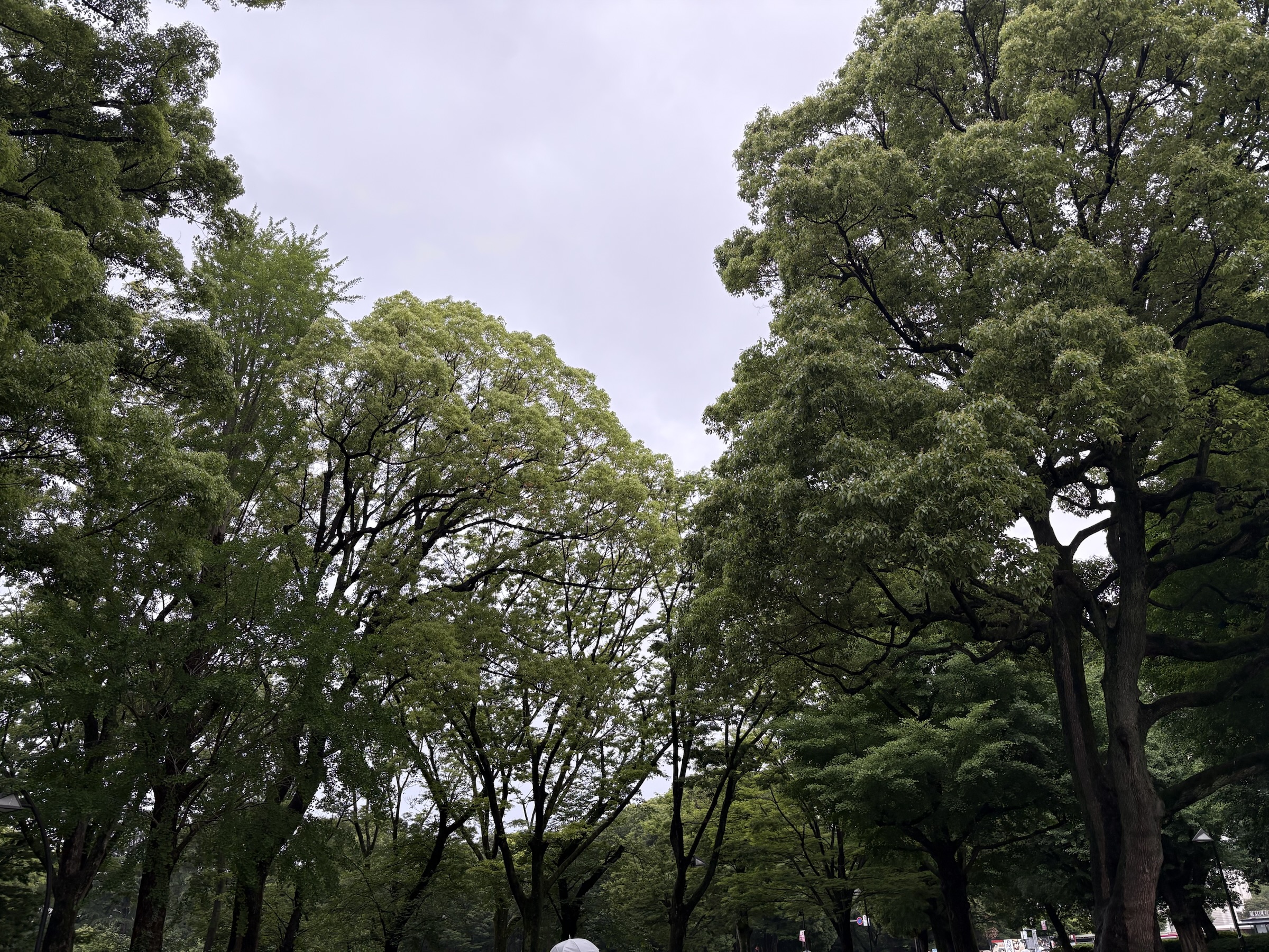 Gallery photo captured on May 31, 2025.